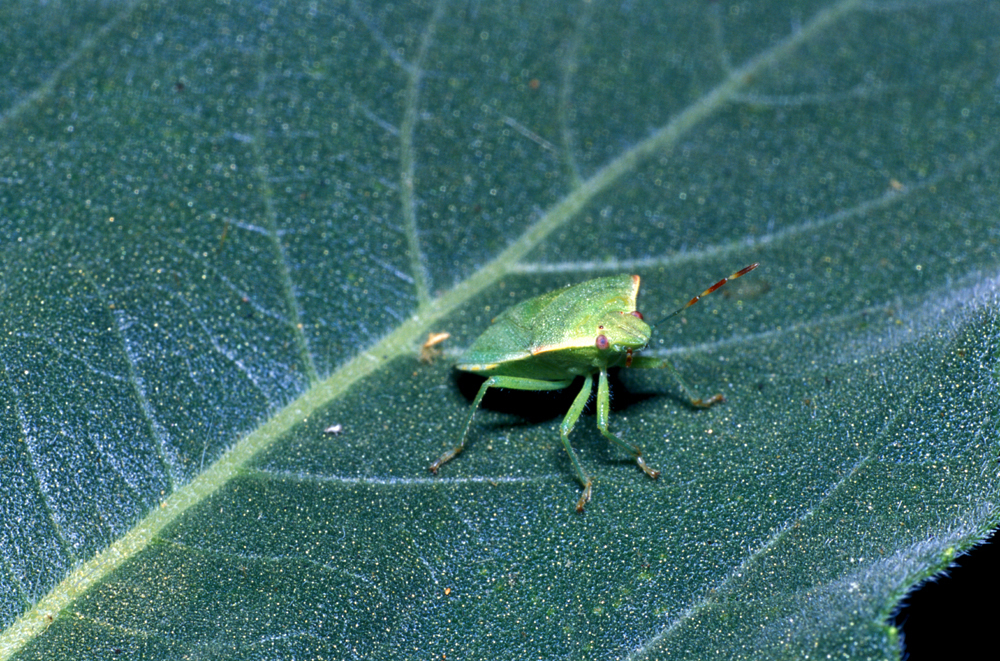 Image of Thyanta pallidovirens (Stål 1859)