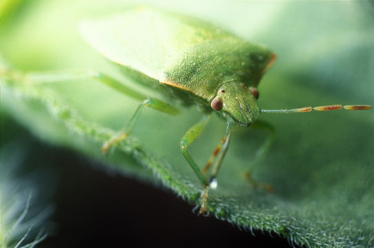 Thyanta pallidovirens (Stål 1859) resmi