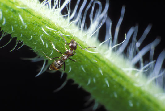 Plancia ëd Camponotus festinatus (Buckley 1866)