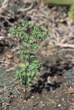 Image of cancer weed