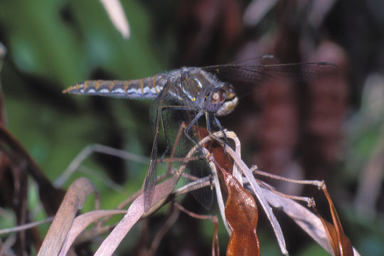 Image of Variegated Meadowhawk