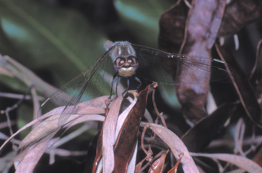 Image of Variegated Meadowhawk