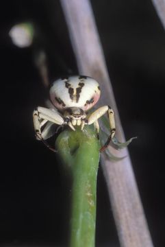 Image of Misumenoides formosipes (Walckenaer 1837)