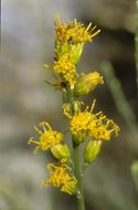 Plancia ëd Lepidospartum squamatum (A. Gray) A. Gray