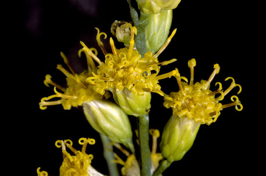 Image of California broomsage