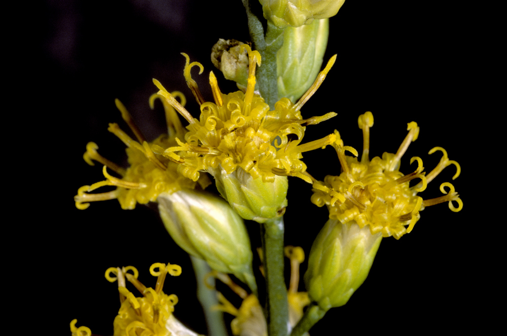 Plancia ëd Lepidospartum squamatum (A. Gray) A. Gray