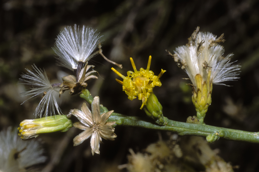 Plancia ëd Lepidospartum squamatum (A. Gray) A. Gray