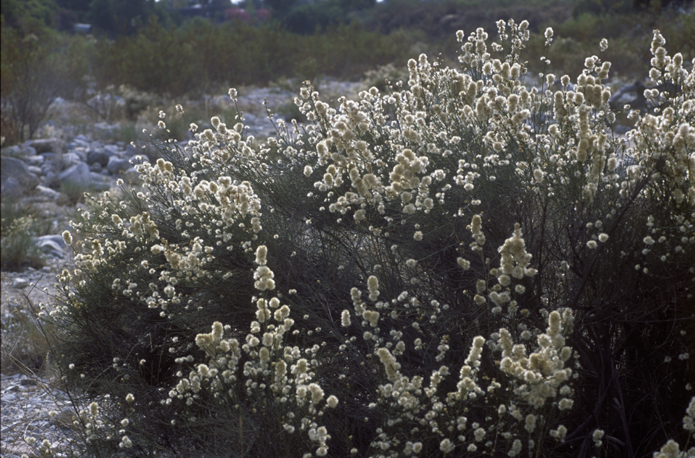 Plancia ëd Lepidospartum squamatum (A. Gray) A. Gray