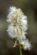 Plancia ëd Lepidospartum squamatum (A. Gray) A. Gray