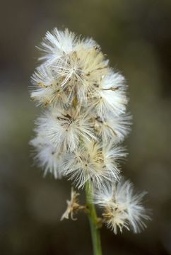 Image of California broomsage