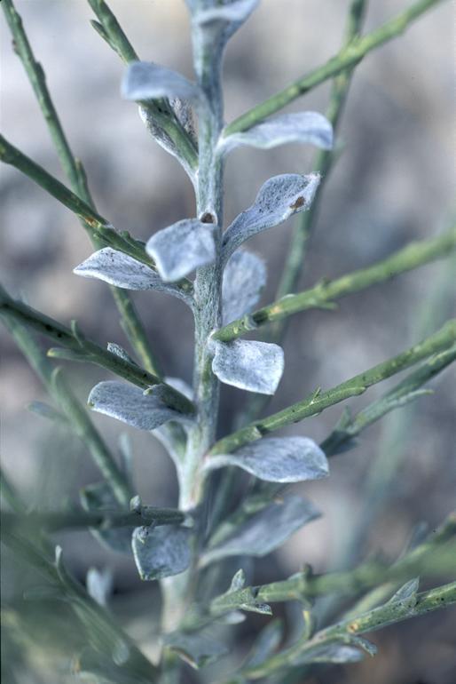 Plancia ëd Lepidospartum squamatum (A. Gray) A. Gray