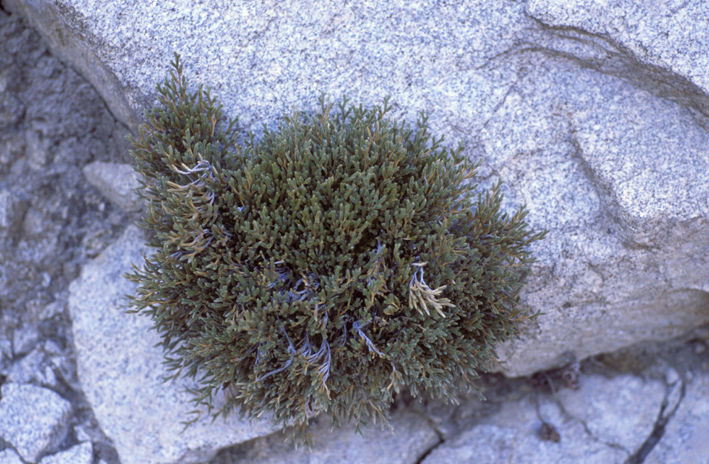 Selaginella bigelovii Underw.的圖片
