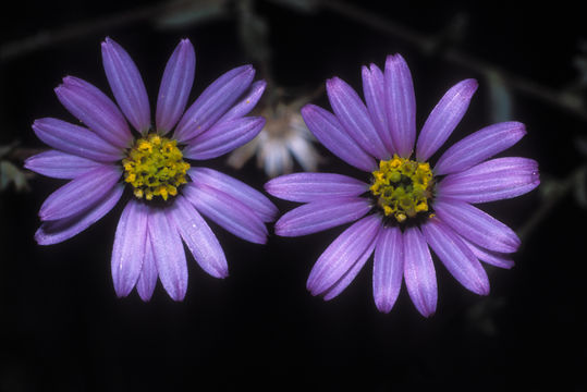 Image of common sandaster