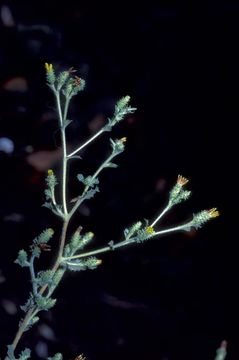 Image of sawtooth goldenbush