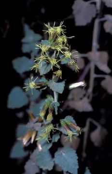 Image de Brickellia californica (Torr. & A. Gray) A. Gray