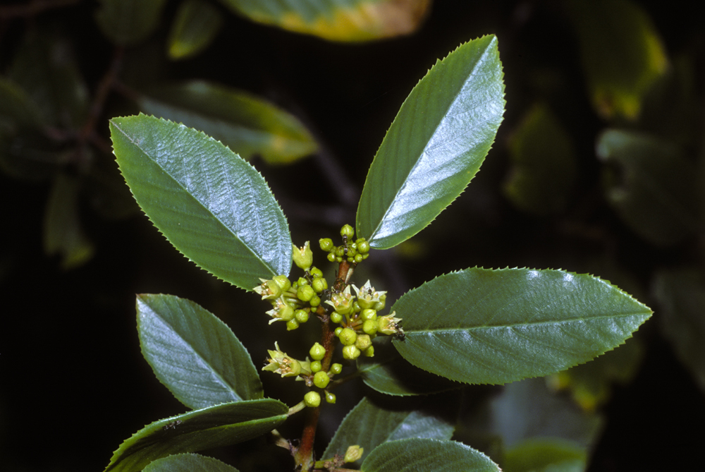 Image de Frangula californica (Eschsch.) A. Gray