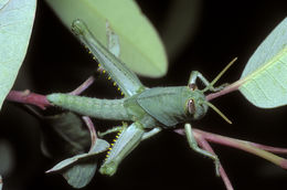 Image of Bird Grasshoppers
