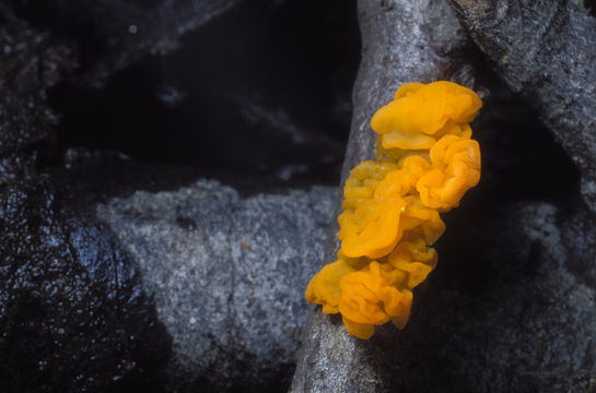 Image of Witches butter