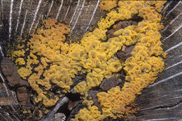 Image of Witches butter