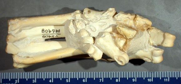 Image of oreodonts
