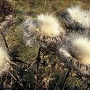 Plancia ëd Cirsium eriophorum (L.) Scop.