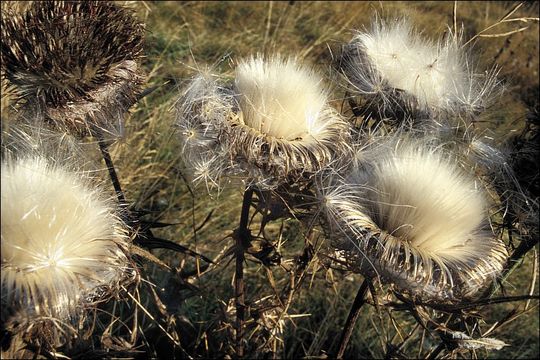 Image of woolly thistle