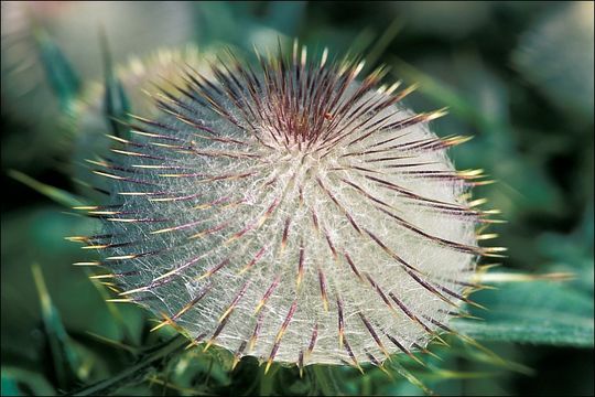 Image of woolly thistle