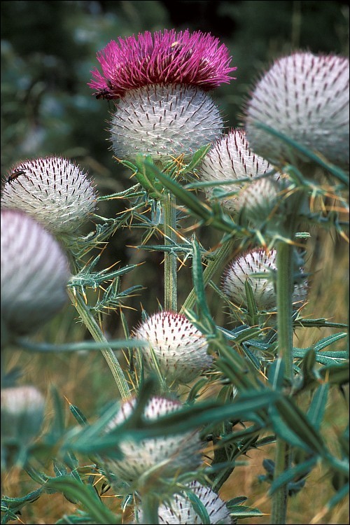 Image of woolly thistle