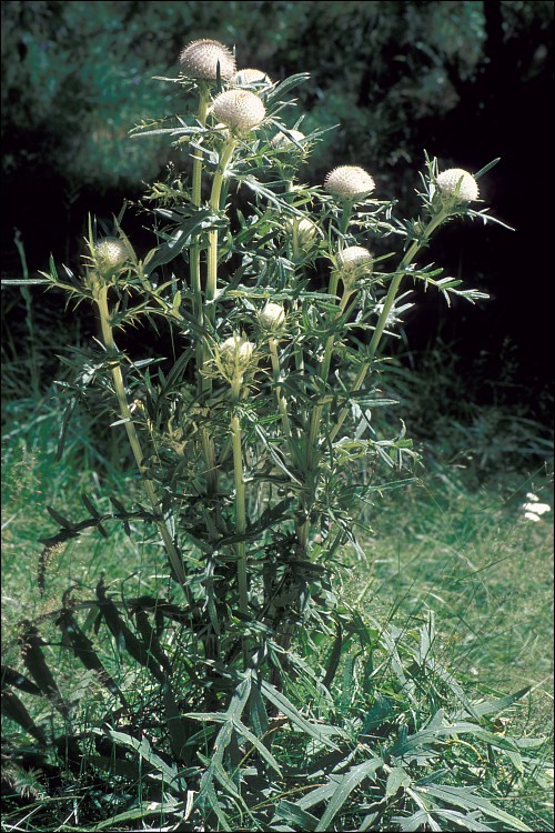 Image of woolly thistle