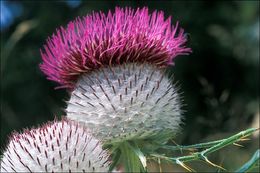 Image of woolly thistle