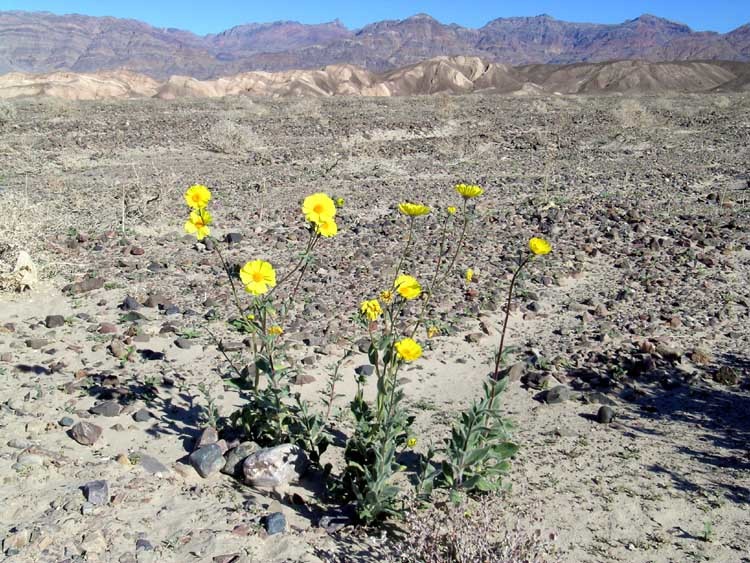 Image of hairy desertsunflower