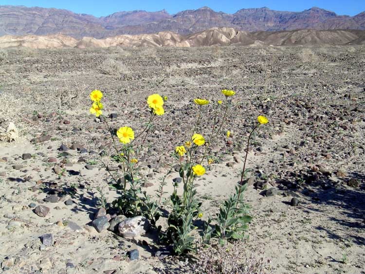 Plancia ëd Geraea canescens Torr. & A. Gray