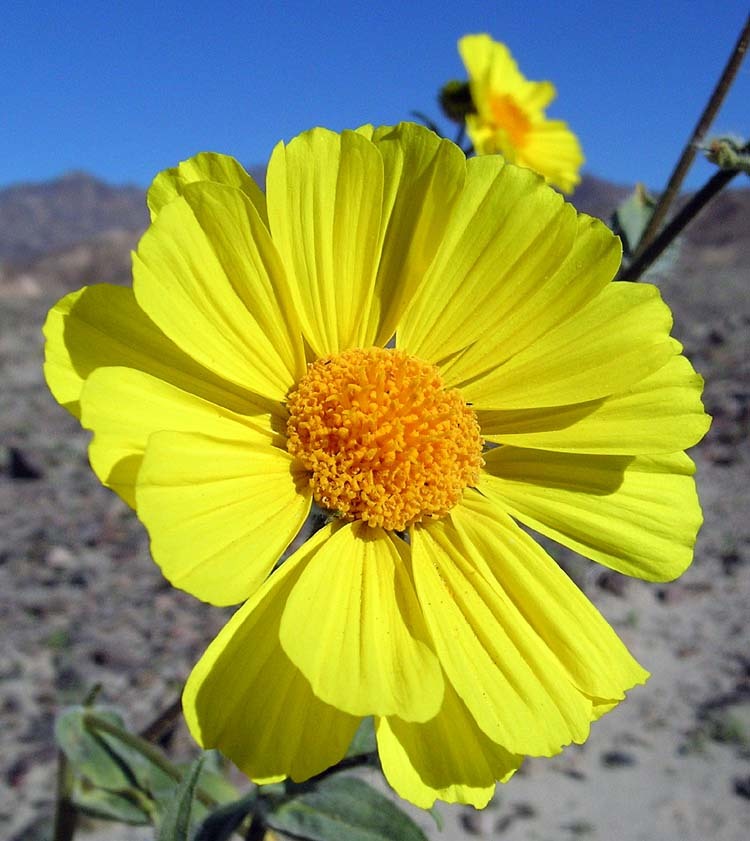 Image of hairy desertsunflower