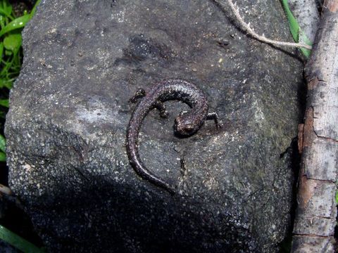 Image of San Gabriel Slender Salamander