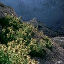 Plancia ëd Cirsium spinosissimum (L.) Scop.