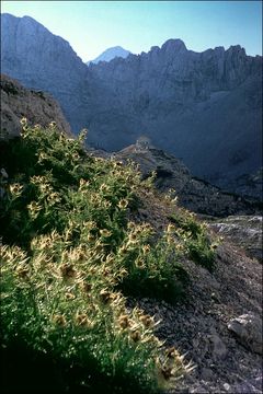 Cirsium spinosissimum (L.) Scop. resmi