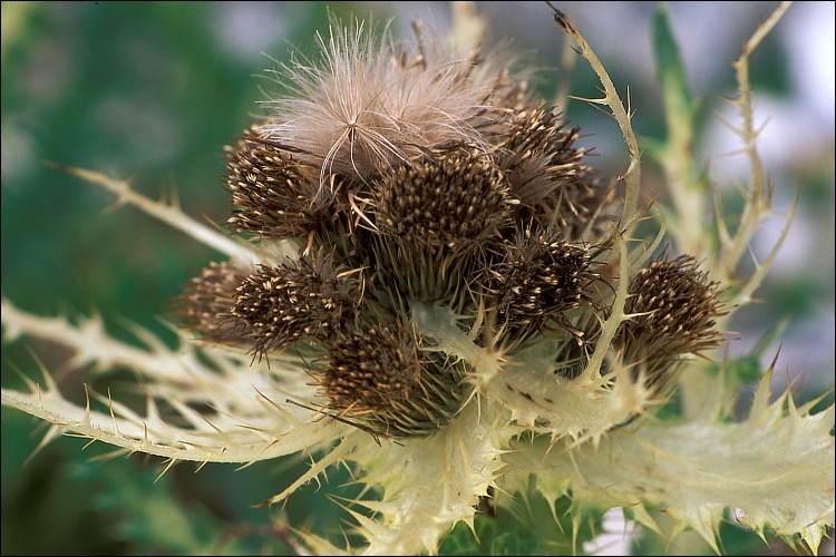 Image of Cirsium spinosissimum (L.) Scop.