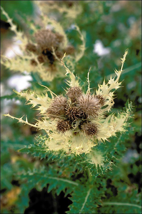 Image of Cirsium spinosissimum (L.) Scop.