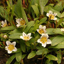 Image of Dwarf Monkey-Fiddle