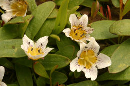 Image of Dwarf Monkey-Fiddle