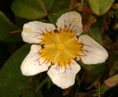 Image of Dwarf Monkey-Fiddle