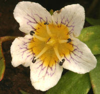 Image of Dwarf Monkey-Fiddle