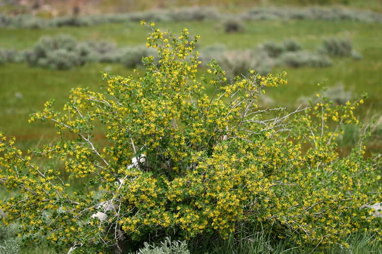 صورة Ribes aureum Pursh