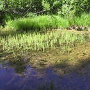 Image of Mare's Tail