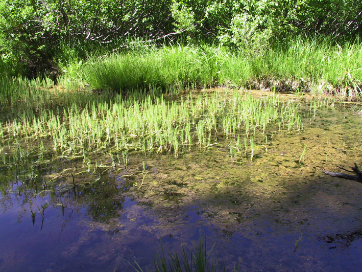 Image of common mare's-tail