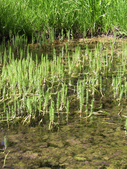 Image of common mare's-tail