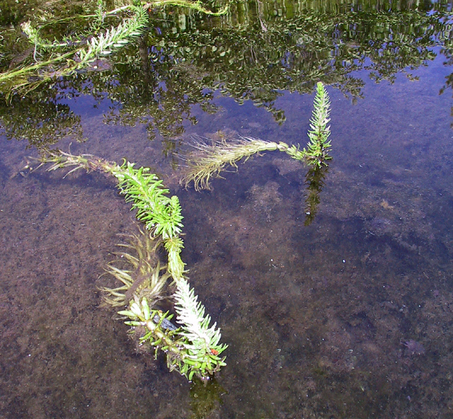 Слика од Hippuris vulgaris L.