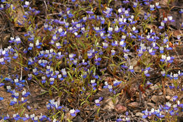 Image of Wright's blue eyed Mary