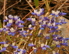 Image of Wright's blue eyed Mary