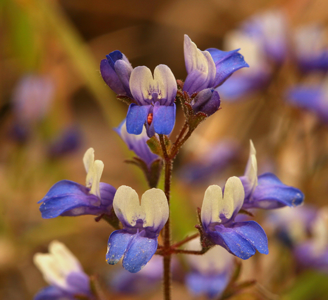 Image of Wright's blue eyed Mary